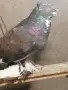 декоративни гълъби само днес 3 евро броя,взети всички 3 евро , снимка 8