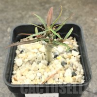 EUPHORBIA GOTTLEBEI, снимка 1 - Стайни растения - 41207778