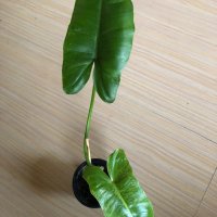 Philodendron Paraiso Verde , снимка 1 - Стайни растения - 42693250