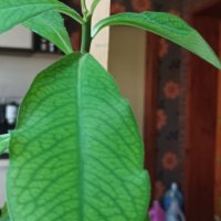 Каучукова палма-стайно цвете, снимка 2 - Стайни растения - 40775268