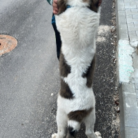 Мъжко на 3 м с поставени ваксини умно и красиво, снимка 2 - Каракачанска овчарка - 44826820