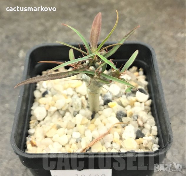 EUPHORBIA GOTTLEBEI, снимка 1