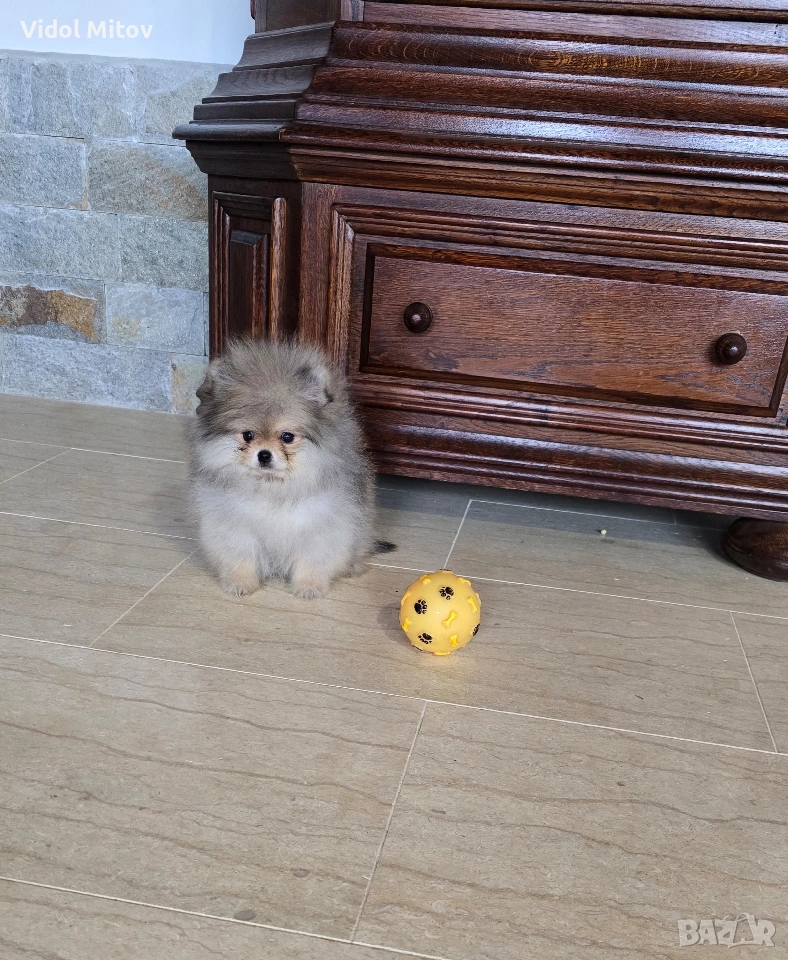 Мини Померан момиче , снимка 1