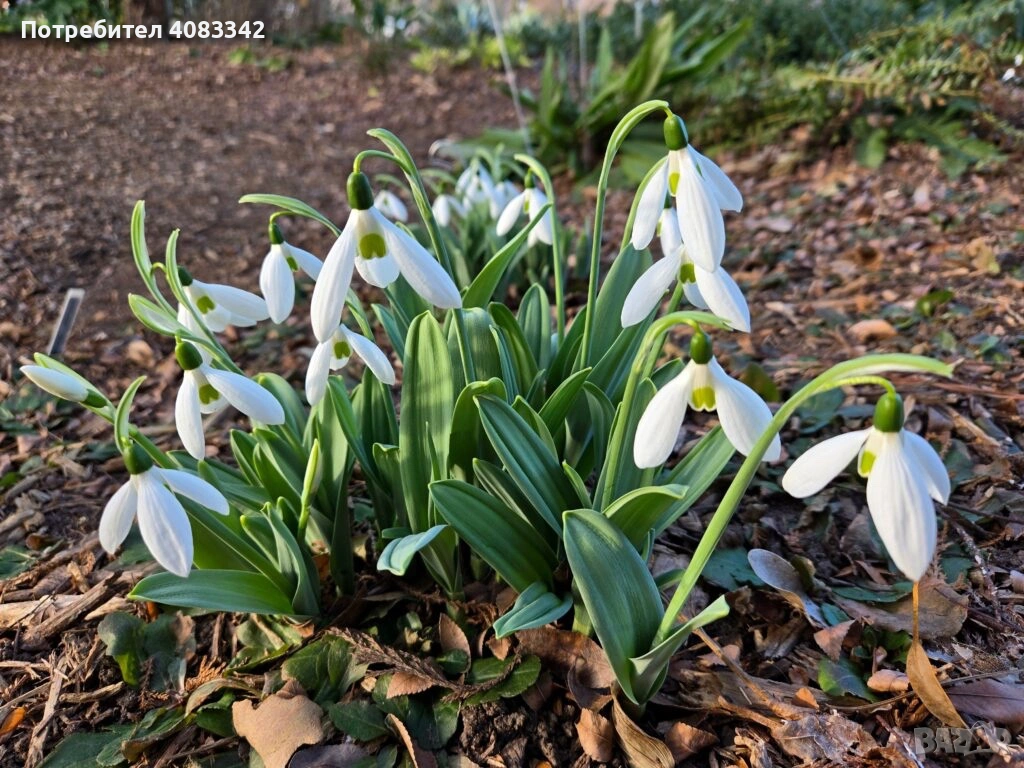 Кокиче комлект , снимка 1