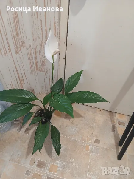 спатифилум, снимка 1