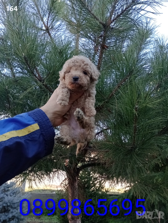 Мъжки Пудел , снимка 1