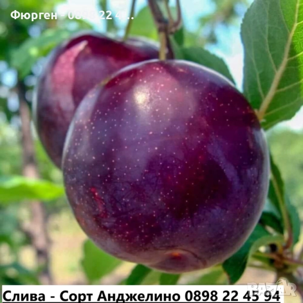 Слива - Налични 4 сорта Анджелино ,Черен диамант (Блек Даймънд) , Черен Сплендор - BLACK SPLENDOR и , снимка 1