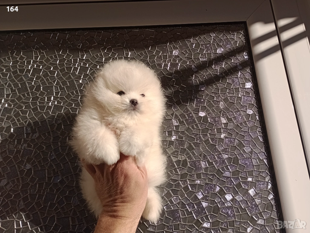 Мъжки Померан. Реални снимки от 12.01.26 г. , снимка 1