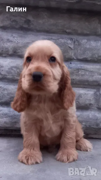 Кокер шпаньол,кокер шпаньоли, снимка 1