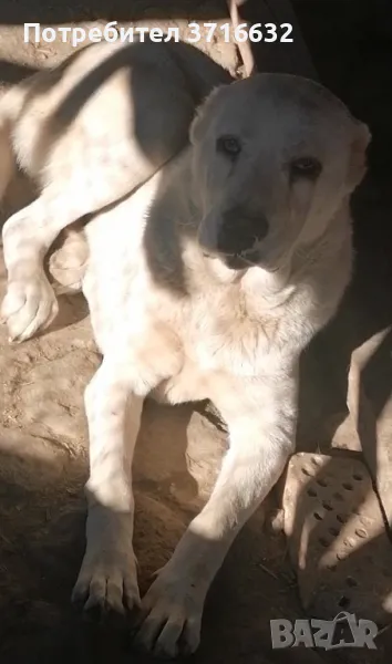 Вълкодав, снимка 1