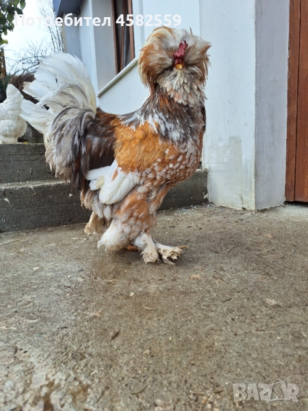 КОКОШКИ, снимка 1