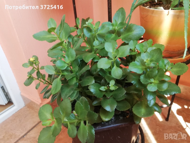 Стайни цветя, различни , снимка 1