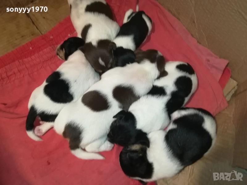 БЕБЕТА ДЖАК РЪСЕЛ 2309251834, снимка 1