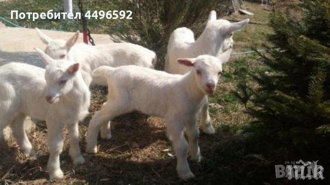 Ярета, снимка 1