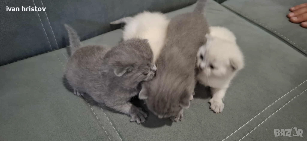 Британско Късокосмести Котета, снимка 1