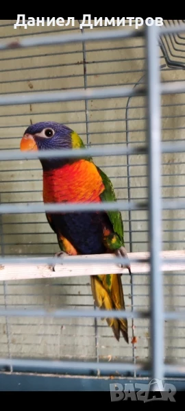 папагали на добри цени, снимка 1