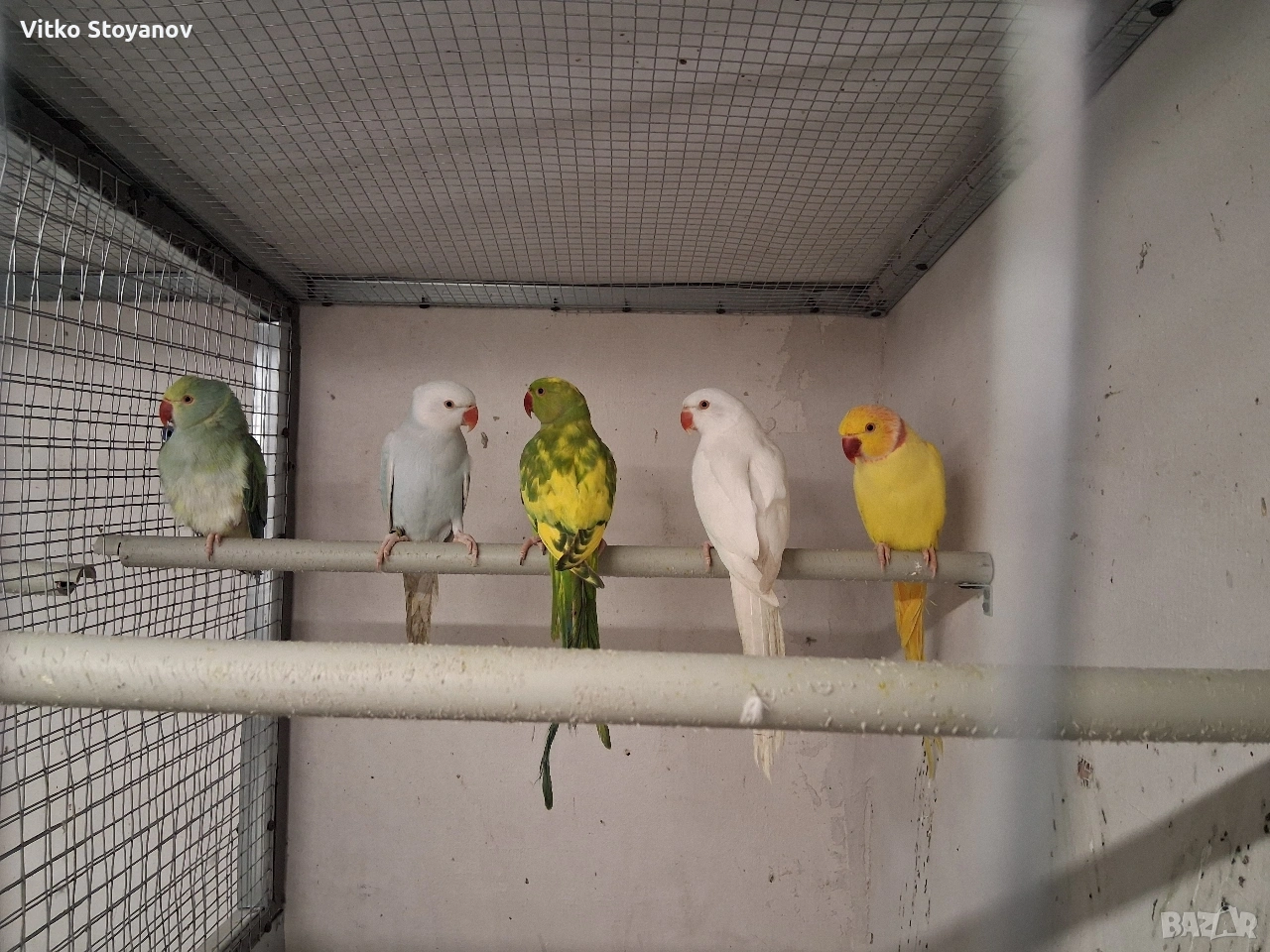 Малък Александър, снимка 1