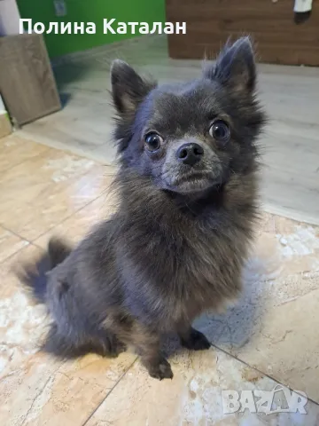 Дългокосместо чихуахуа, снимка 2 - Търси партньор - 49699316