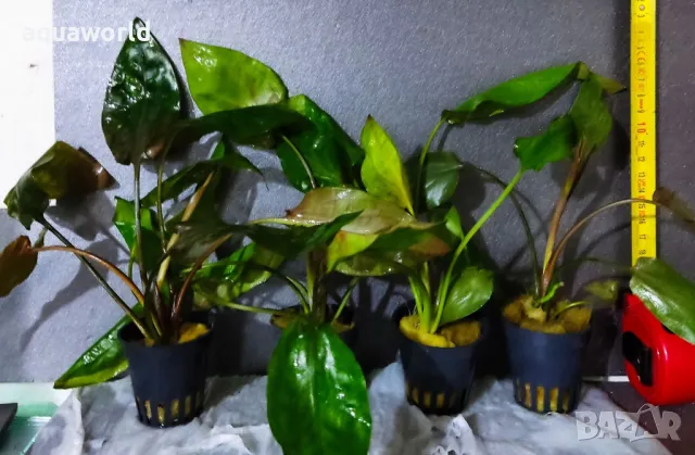"ПРОМОЦИЯ" Cryptocoryne pontederiifolia – Криптокорина понтедерифолия 