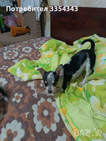 Чихуахуа с паспорт и вакини две