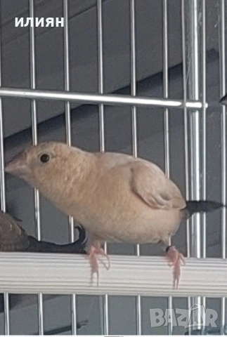 Среброклюни амадини, снимка 3 - Амадини - 53488807