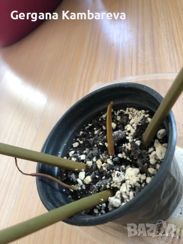 Philodendron Billietiae , снимка 3 - Стайни растения - 53824517