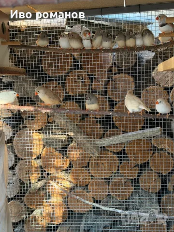 Зеброви амадини Финки ,валнисти папагали , снимка 6 - Папагали - 56070643
