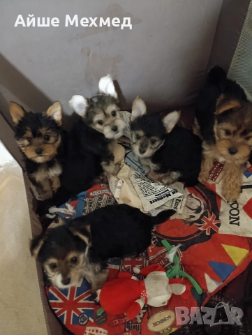 уоркширски териер