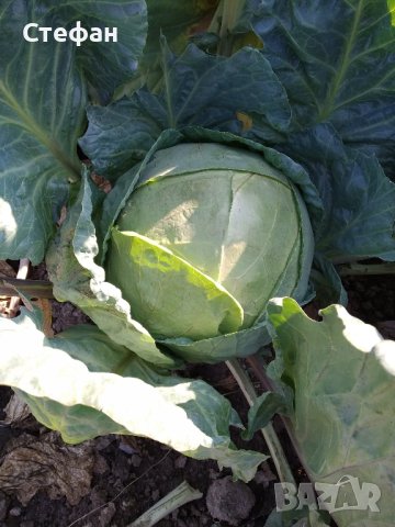 Произвеждам Семе за Зеле-"Кнежкото зеле", снимка 3 - Други - 41958643