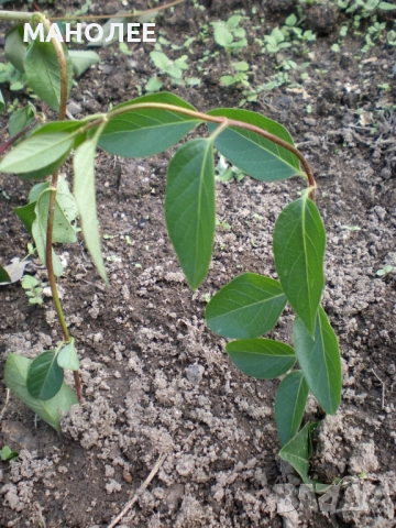 Лоницера  "Орлови нокти", снимка 3 - Градински цветя и растения - 52059482