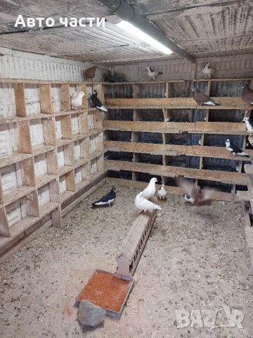 Продавам пазарджишки  високолетци, снимка 4 - Гълъби - 39956489