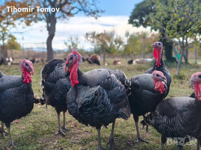 продавам млади домашно гледани пуйки пуяци петли кокошки , снимка 8 - Кокошки и пуйки - 52589751