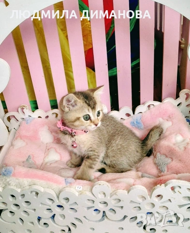 Шотландско мъжко златна чинчила. , снимка 4 - Британска късокосместа - 53707101