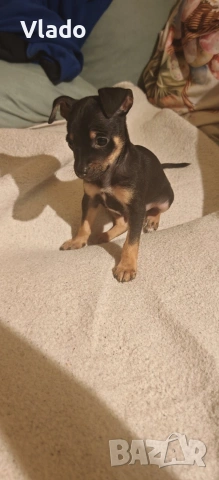 Пинчери ваксинирани с паспорти от 10.02.26г., снимка 5 - Пинчер - 53431751