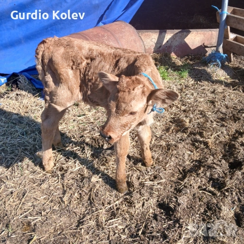 Две женски , снимка 3 - Крави - 53753279