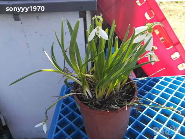 КОКИЧЕТА ЗА ДОМА ИЛИ ГРАДИНАТА ВИ 2302240823