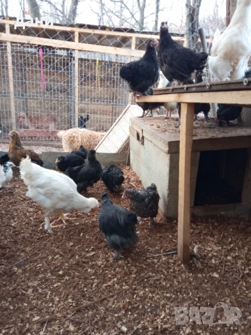 пилета и петли, снимка 3 - Кокошки и пуйки - 52837381