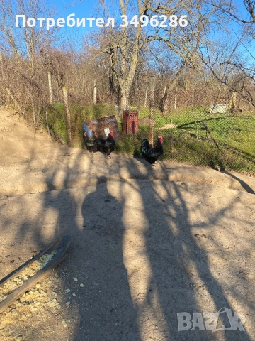 Продавам яйца от Джърси гигант, снимка 7 - Кокошки и пуйки - 53771622