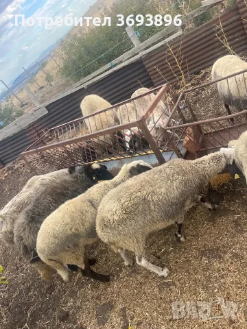 Продавам овце брак , снимка 2 - Овце - 56248684