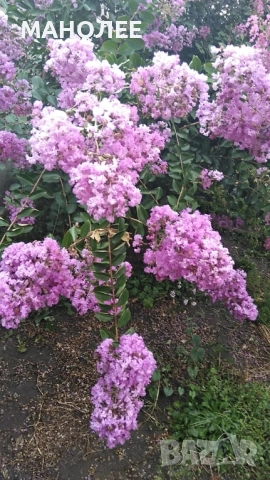 Индийски  люляк  - 2 цвята, снимка 3 - Градински цветя и растения - 51940511