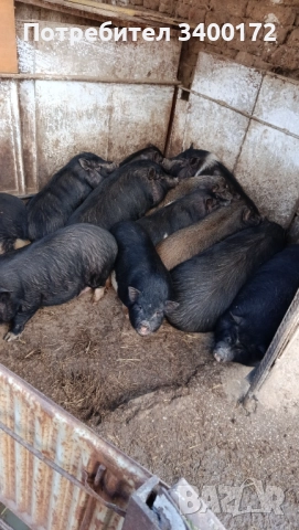 Виетнамски прасета 🐷🐷🐷, снимка 3 - Прасета - 52636717