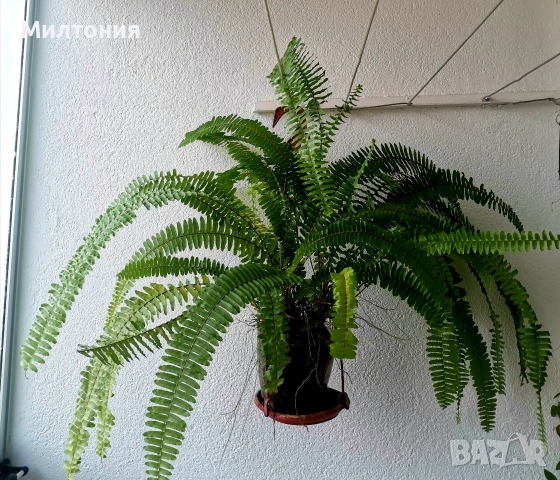 папрат нефролепсис 