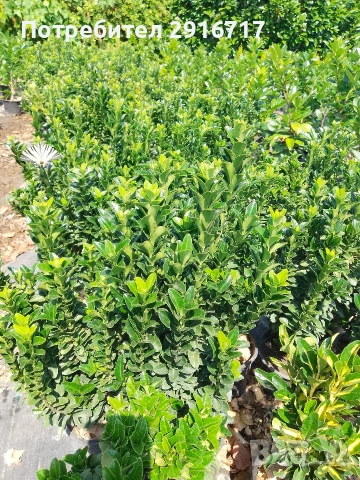 Евонимус Японика ( Euonymus Japonicus), снимка 2 - Градински цветя и растения - 53707686