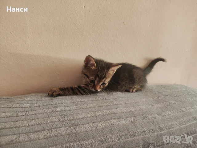 Подарявам 3 малки котета, снимка 12 - Други - 55753064