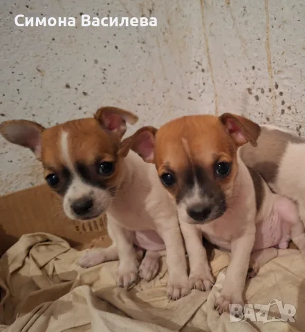 Кученца чихуахуа , снимка 3 - Чихуахуа - 55800770