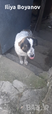 куче алабай, снимка 3 - Алабай - 52422874