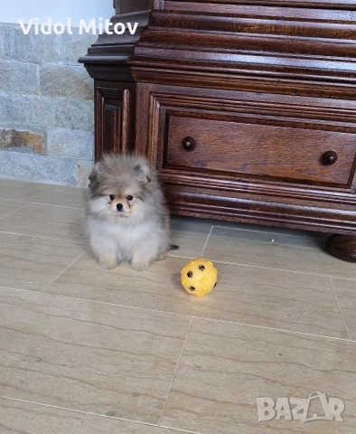 Мини Померан момиче 