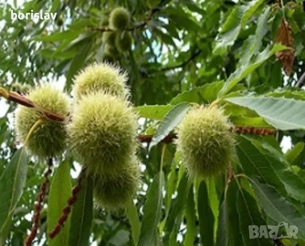 Продавам дръвчета ядлив кестен(сладък кестен), снимка 9 - Градински цветя и растения - 47623165