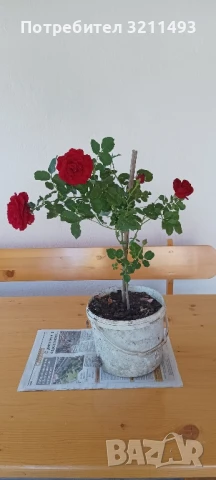 Продавам рози. Храстовидни, снимка 9 - Градински цветя и растения - 50595936