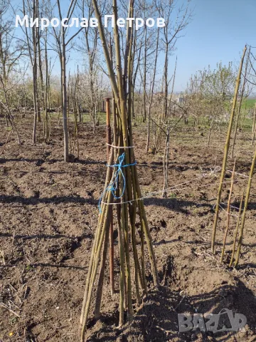 Продава пауловния томентоса, снимка 6 - Сортови семена и луковици - 27093793